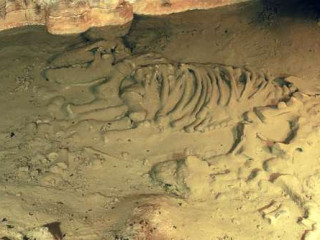 La Cueva de Avín, o cómo hacer un repaso a la fauna glaciar de hace más de 40.000 años La Cueva de Avín, o cómo hacer un repaso a la fauna glaciar de hace más de 40.000 años