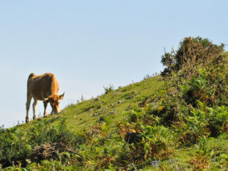 Monte Naranco, un paraíso en Oviedo para los amantes del senderismo y la naturaleza Monte Naranco, un paraíso en Oviedo para los amantes del senderismo y la naturaleza