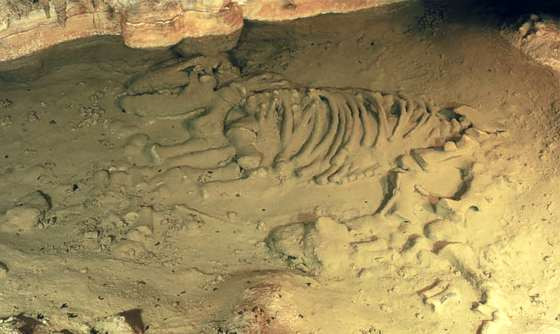 La Cueva de Avín, o cómo hacer un repaso a la fauna glaciar de hace más de 40.000 años