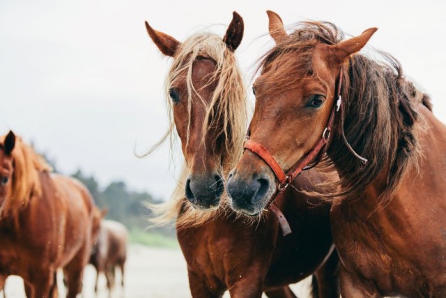 Carreras de caballos en Ribadesella: Playa y tradición