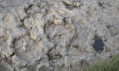 Huella de dinosaurio en Colunga, Asturias. Cómo llegar y dónde está